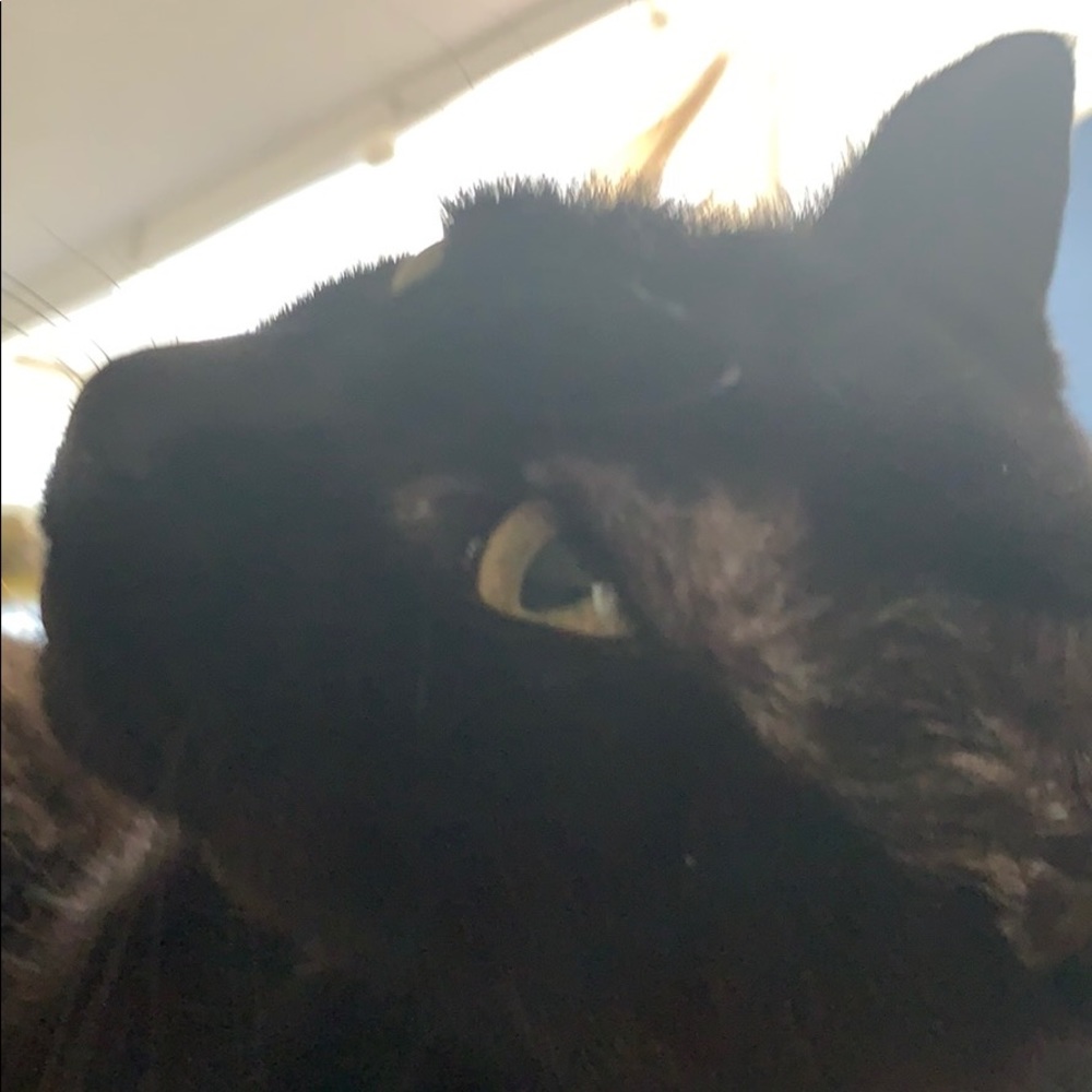 Meet your Posher, Paula